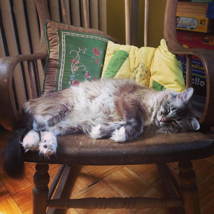 Baxter, one of our ragdoll-siamese cats