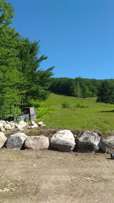 Looking up the blueberry hill from the parking area/porch.