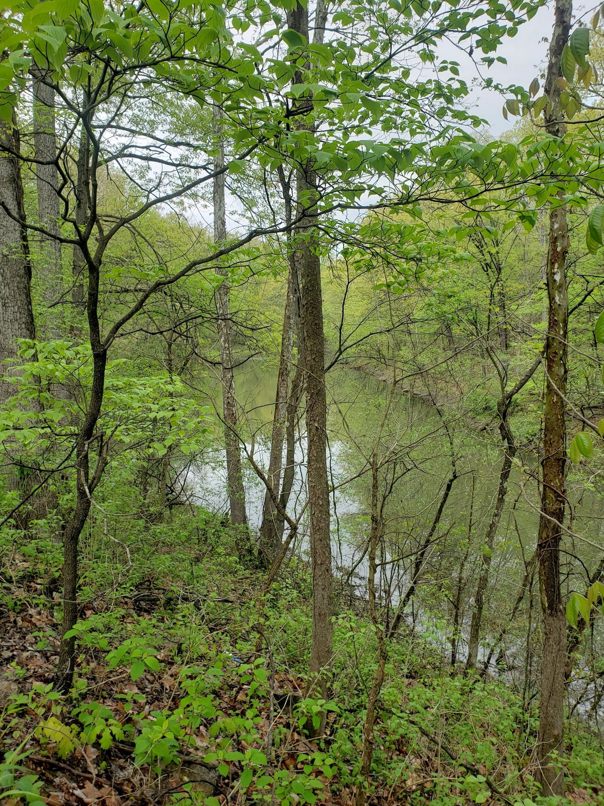 Tall trees with vibrant green foliage frame a serene waterway, reflecting the surrounding landscape. The ground is scattered with leaves and small plants, creating a natural setting that invites exploration and connection with nature.