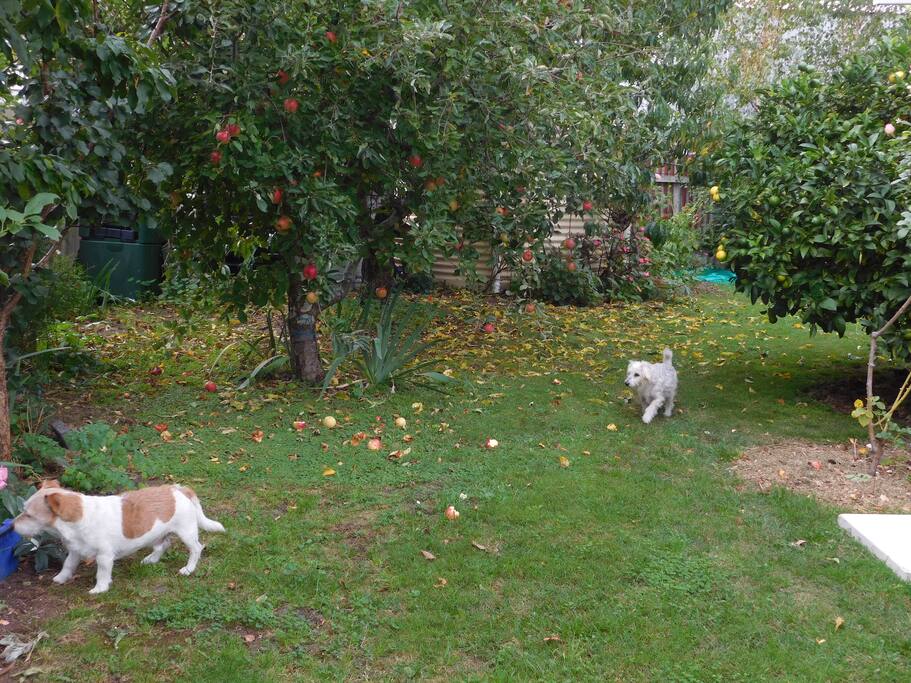 My dogs...Boogie and Muttley. They are old dogs.