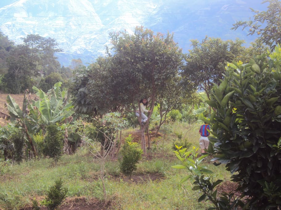 Terreno con árboles de Naranja y Guayaba