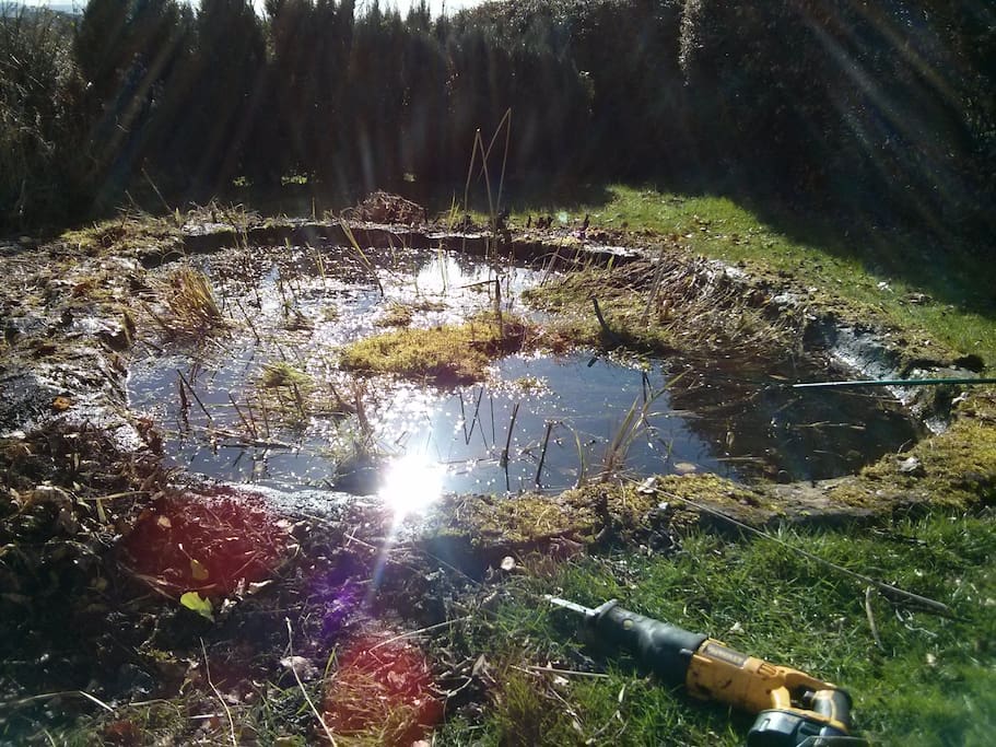 Pond in front garden