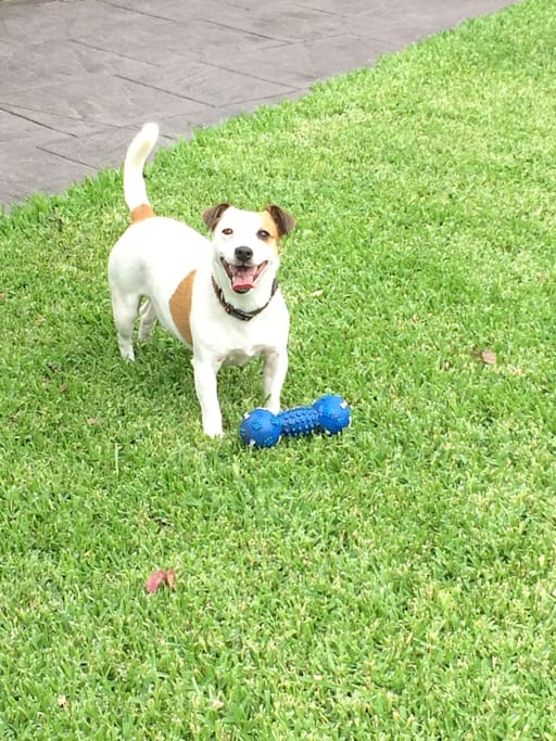 We have a very active Jack Russell called Missy. She is very friendly but can jump up sometimes.
