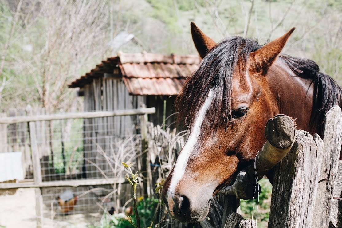 A brown horse leans over a rustic wooden fence, its mane gently flowing with a light breeze. In the background, a traditional wooden structure with a red-tiled roof is partially visible, surrounded by greenery and trees, contributing to a serene rural landscape.