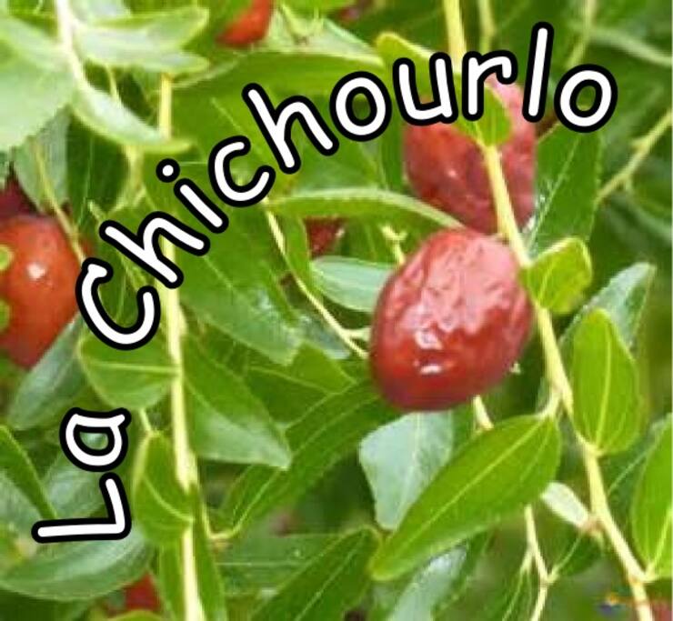La Jujube, petit fruit en PROVENCE