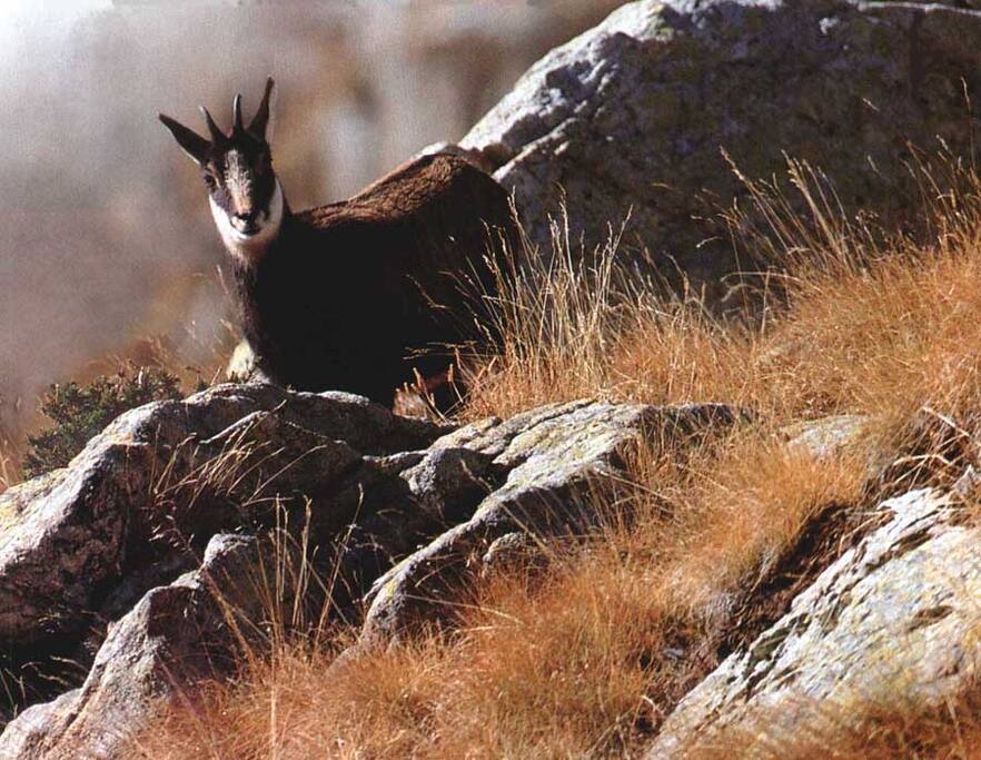 L' ETERLOU Le Chamois de forêt Il est plus grand, plus trapu et plus ramassé que les autres. Il est aussi plus lourd, et à la tête plus sombre. Il passe l'été à basse altitude dans les fourrés des grandes forêts résineuses. Il se cantonne dans les gorges boisées de moyenne altitude, où il se déplace généralement assez peu. Les Chamois des Vosges vivent quand à eux à 800 mètres d'altitude seulement.