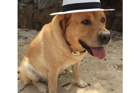 Airbnb Byron Bay Dog Friendly Airbnb Byron Bay Dog Friendly