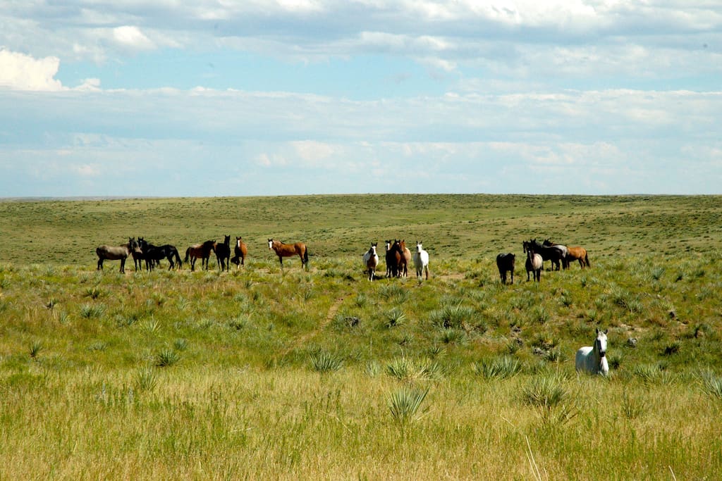 Spring/Summer Sanctuary Herd