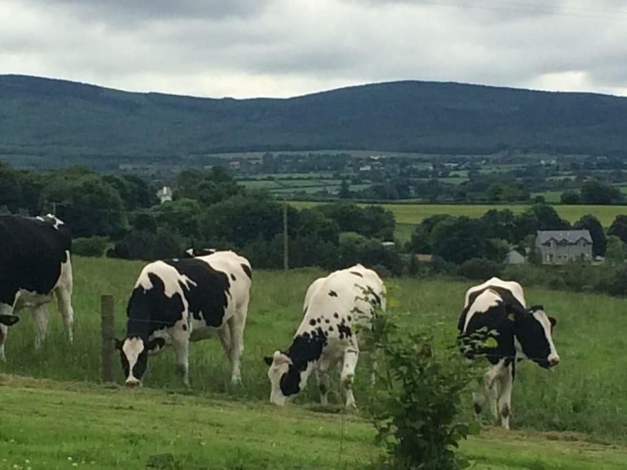 Our only neighbours!