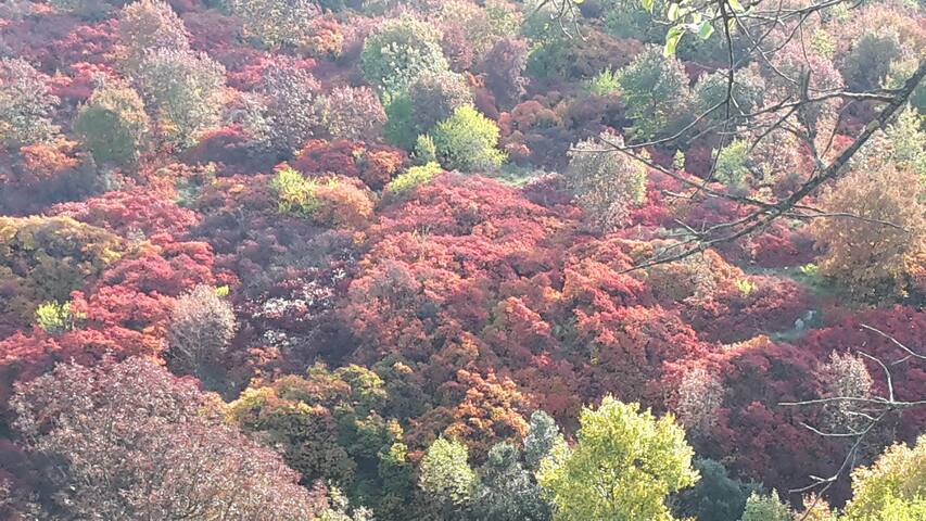 I colori del Carso