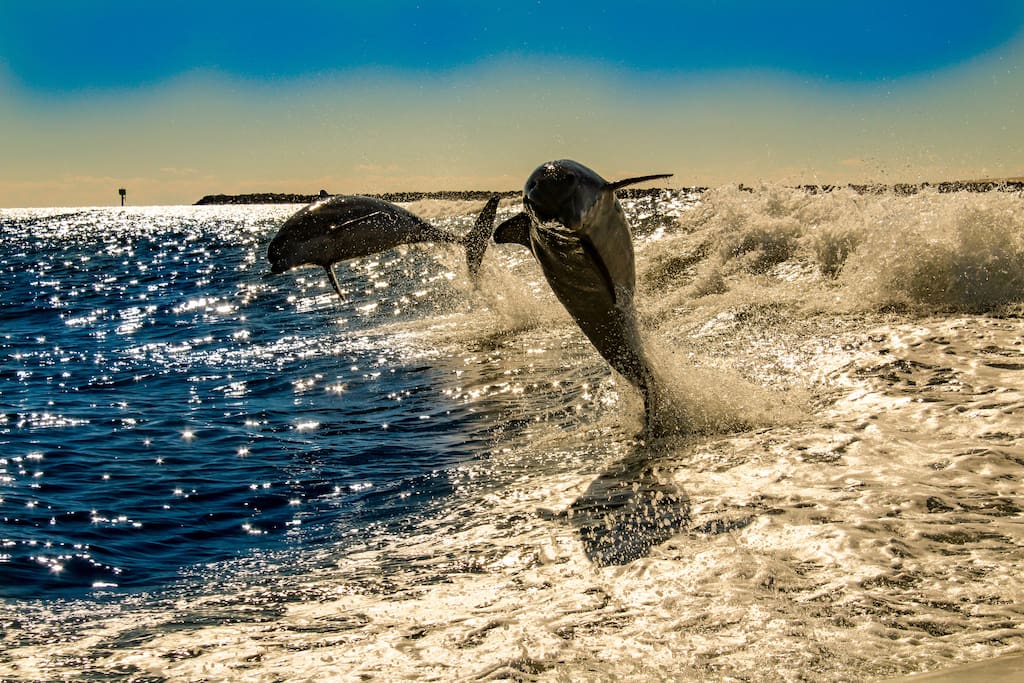 Dolphins Jumping Out of the Water At The Pass in Orange Beach, AL