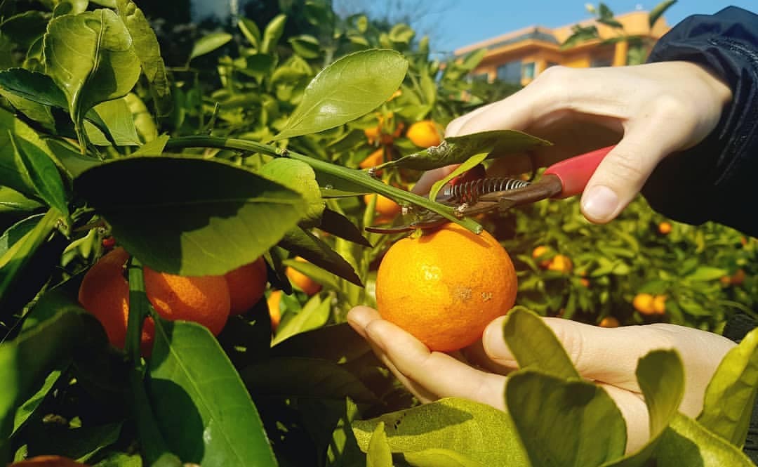 Hands gently holding pruning shears are shown poised to cut a ripe orange from a lush citrus tree. Vibrant oranges cluster among abundant green foliage, emphasizing the fruit-picking experience available in the expansive orchard.