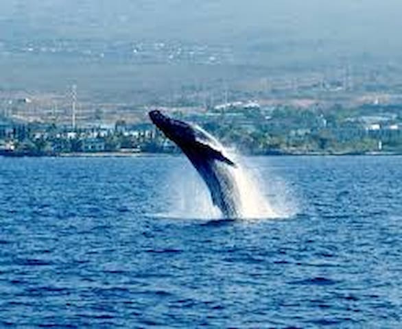 Makuu Palms Guest House Walk to Beach Park