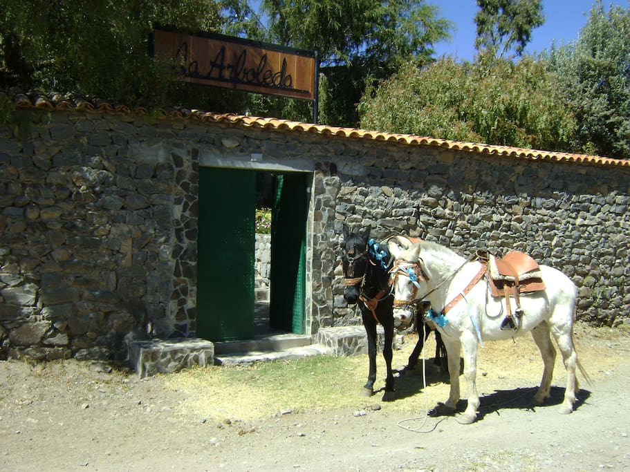 Esta es la entrada a LA ARBOLEDA, los caballos están previa reserva para un paseo por Chucuito