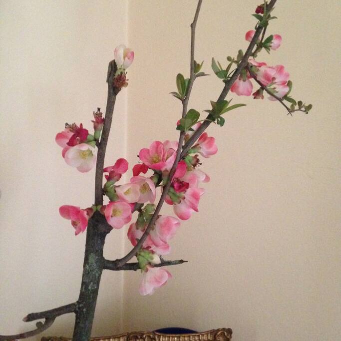 fiori