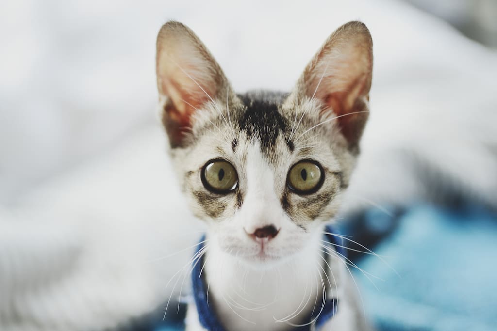 Airbnb cat! Sanna is young and super affectionate and playful. She'll be your best buddy if you give her any attention. Not shy at all.