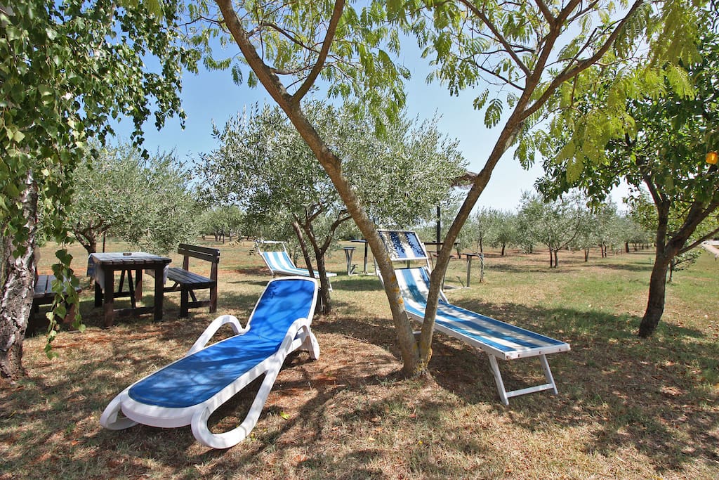 sunchairs in the garden