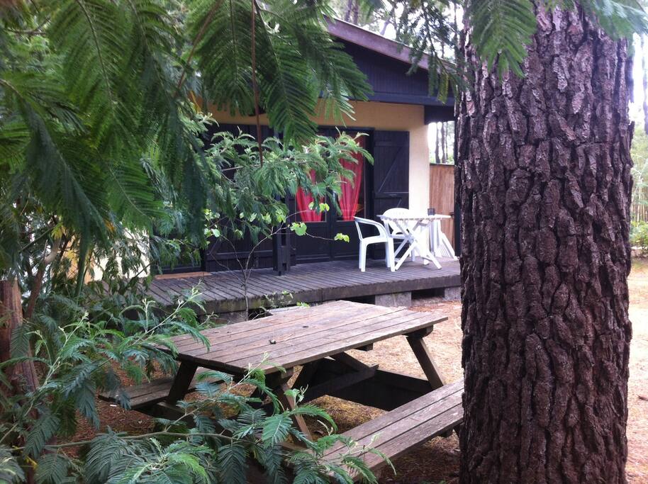 Au milieu de la forêt
