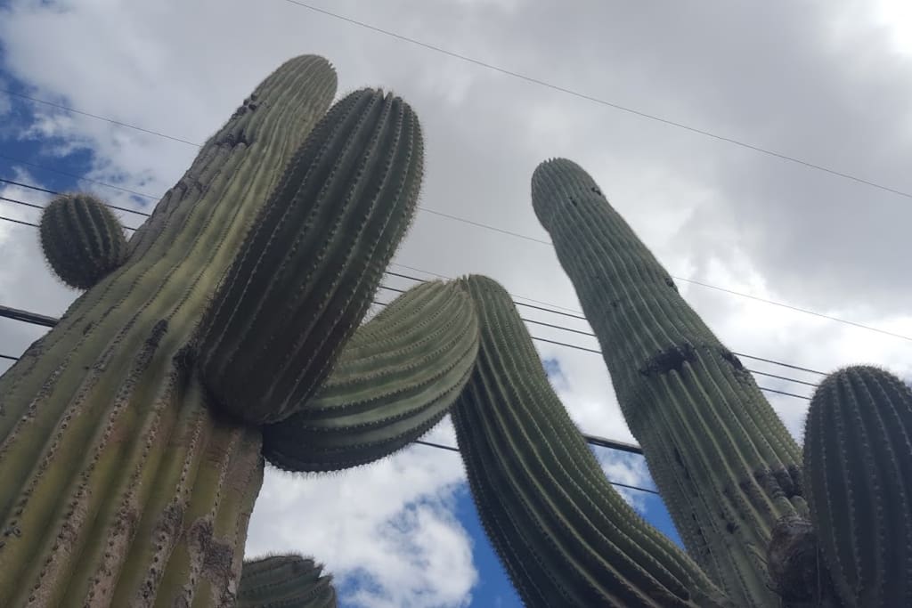 There are giants of the desert in the back yard.