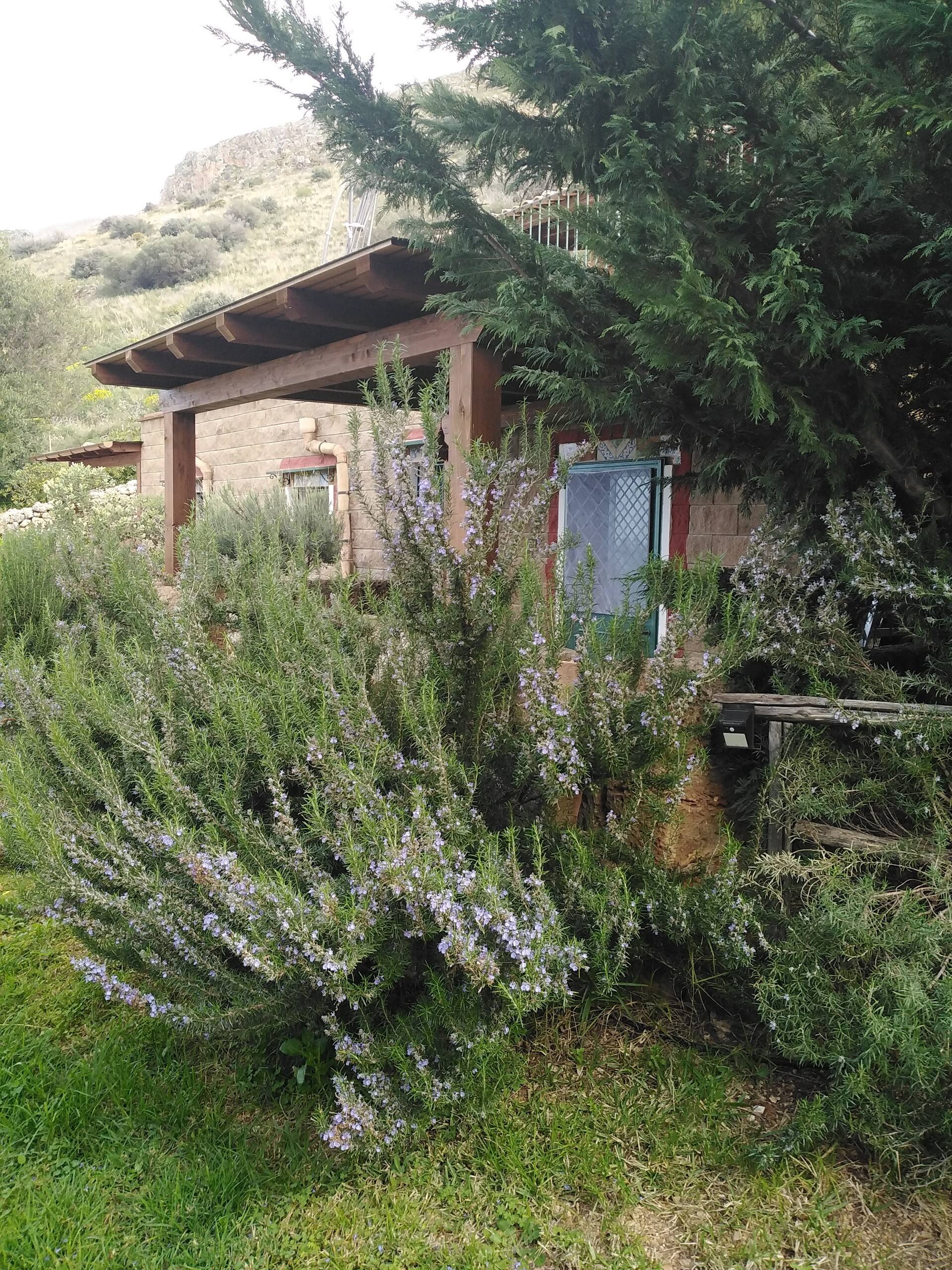 the Blue Strawberry Tree — foto 3