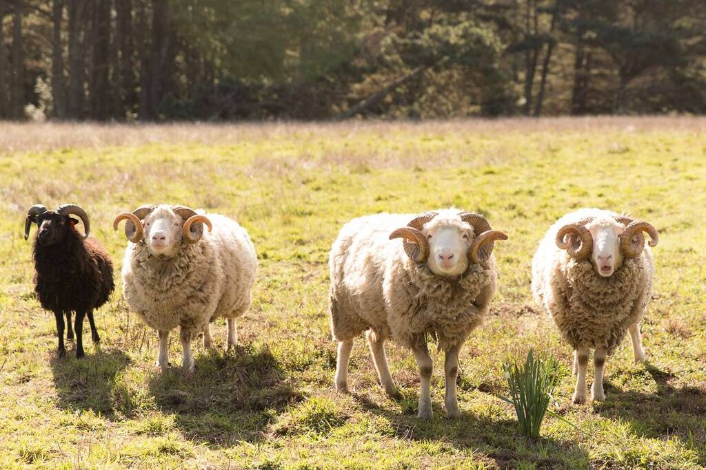 The neighbours come to say hello