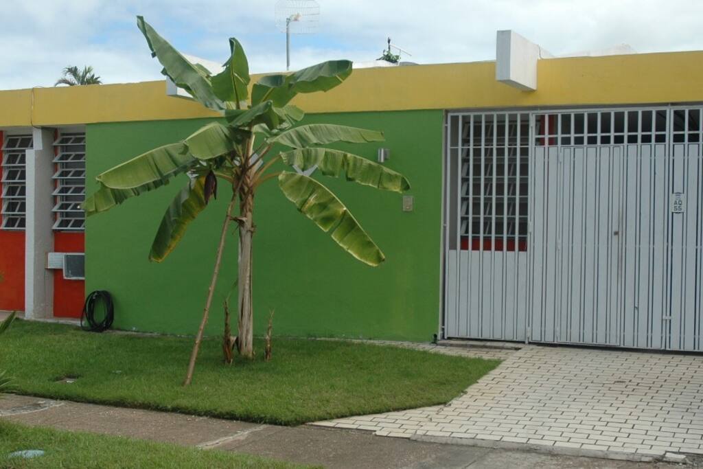 Hurricane couldn't kill me! (banan tree)