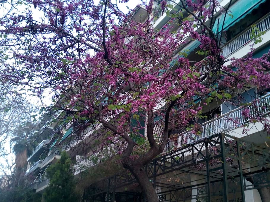 The redbud tree of our street in full bloom!