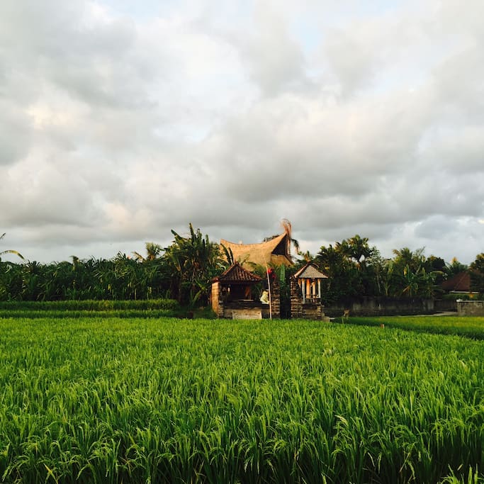 View from outside, from rice fields