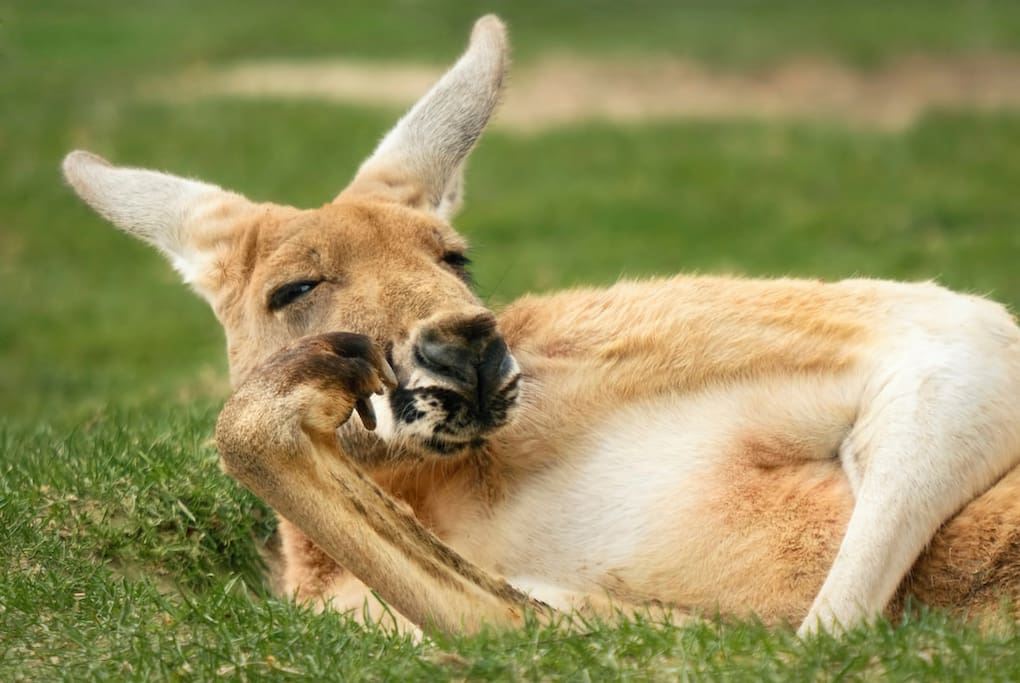 Marvel at the antics of our wild kangaroos