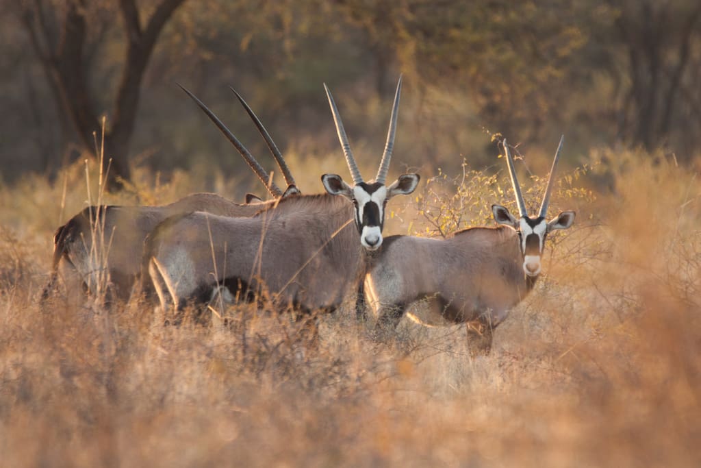 Gemsbuck