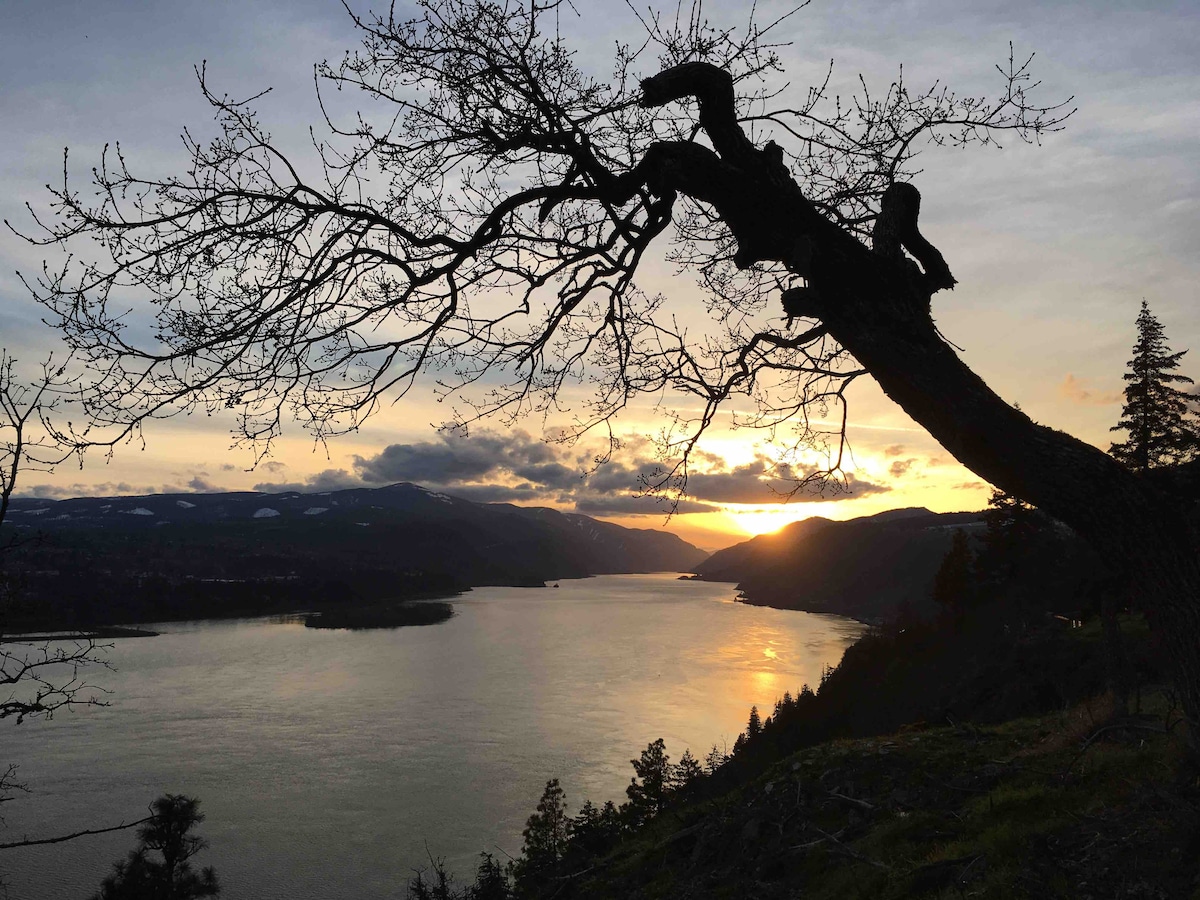 A silhouette of a tree branches outward over the Columbia River, capturing the sunset's hues reflected on the water. The distant mountains and shoreline are outlined against the vibrant sky, creating a peaceful natural scene.