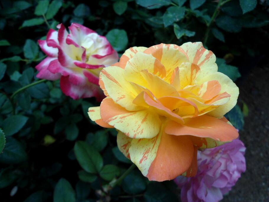 The garden where our resort is situated full of beautiful and fragrant roses, all thought the growing of roses is done in cold and chilly areas here in this garden. Despite the fact that is a tropical area. Roses have been planted in a cultivable manner. Proving that roses can be planted even in warm areas of Sri Lanka.