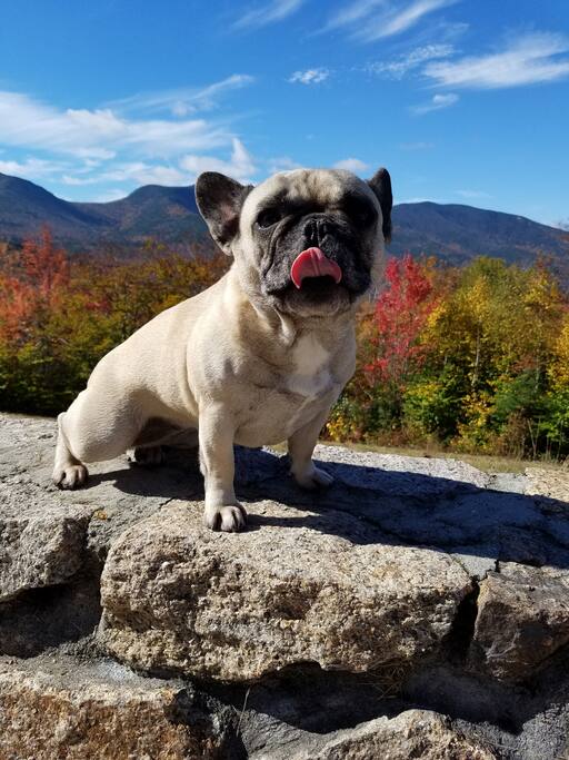 Peanut, our campground Mascot. She can't wait to meet you, but is not included with rentals...