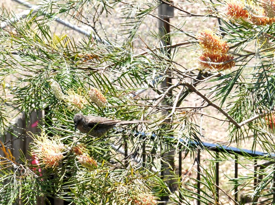 Local wild life
