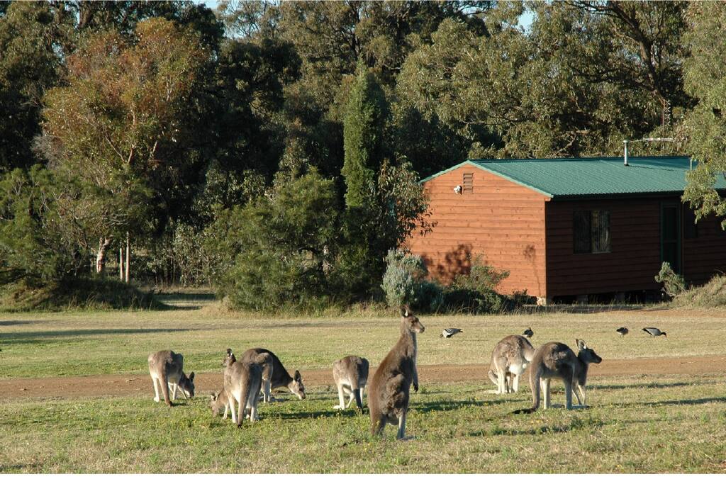 Kangaroos at Dusk & Dawn
