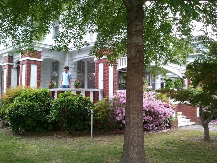 Springtime azaleas