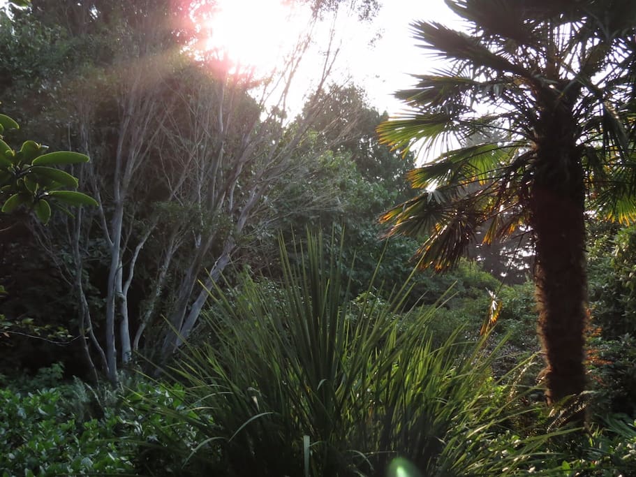 Eucalyptus and Palm Trees in the garden
