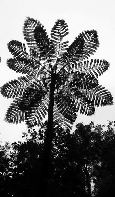 fern 15metres high