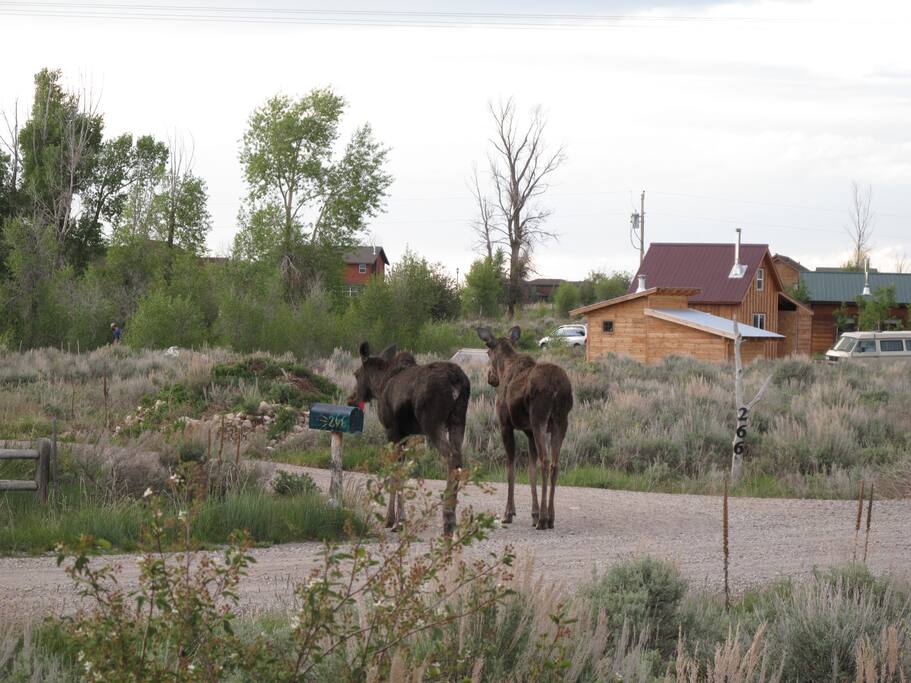 sometimes moose or deer will walk thru the yard