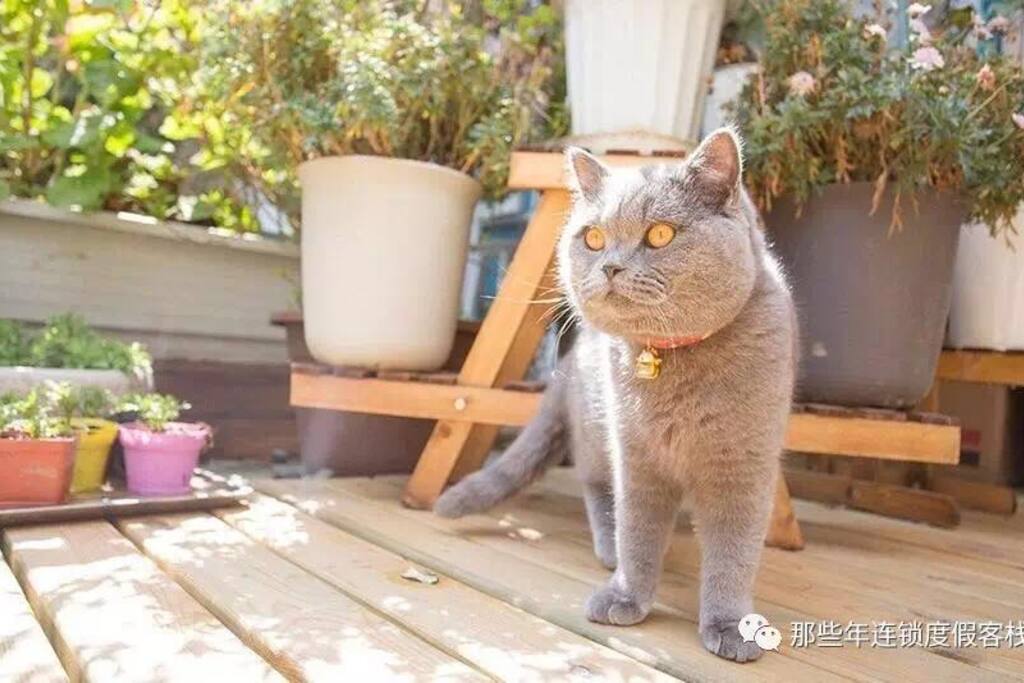 杠上花