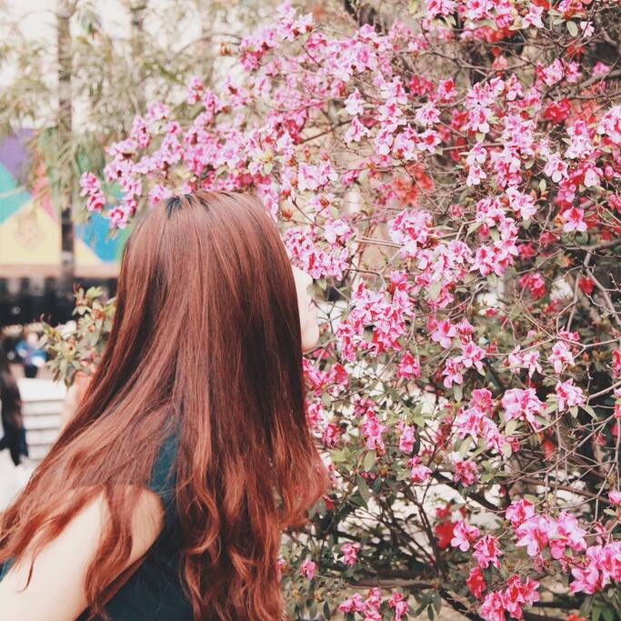 红磡的后花园 花开的四月天 香港旅游攻略 尽在airbnb爱彼迎