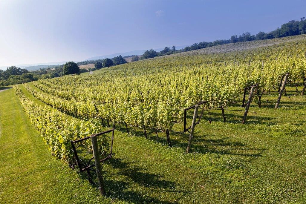 View of the vineyard