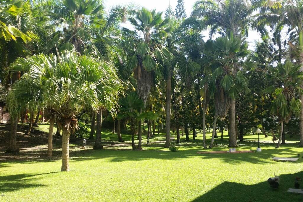 Le parc tropical depuis la terrasse