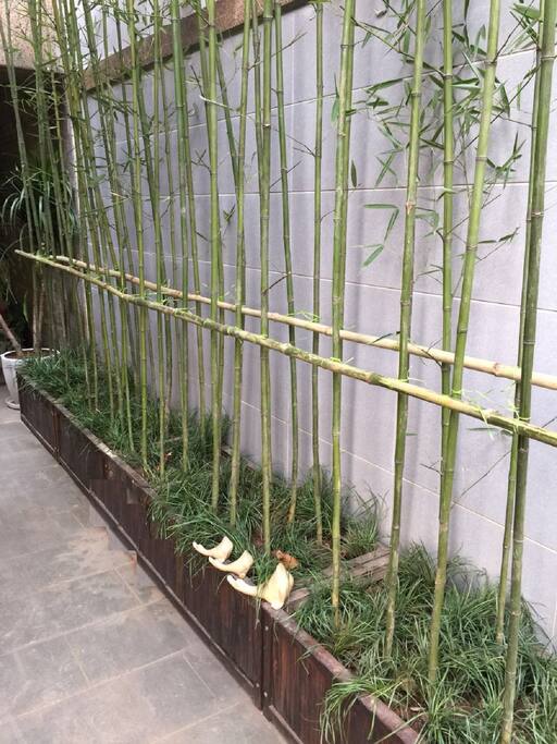 花园加种植的竹子
