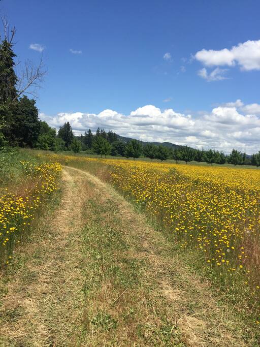 Road to campsite through fields