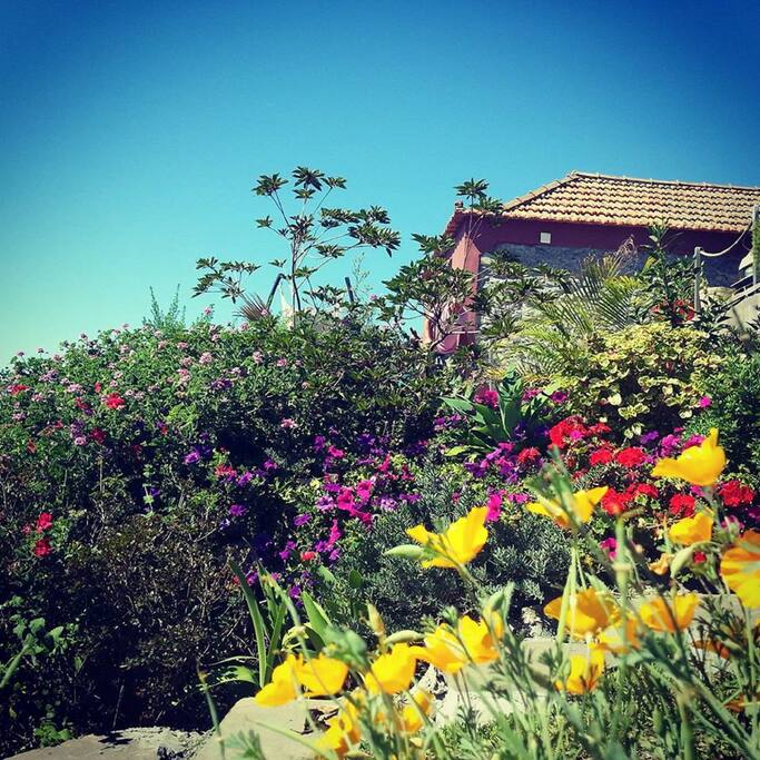 les fleurs sont a profusion.