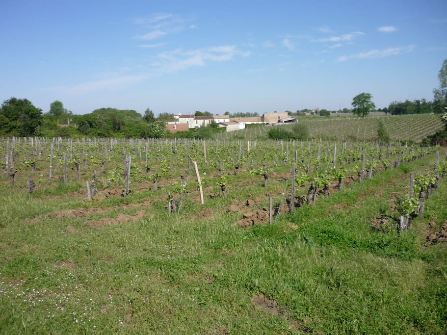 vignes à l'arrière de la maison