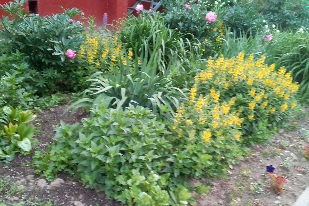 Grounds next to the entrance to the building.