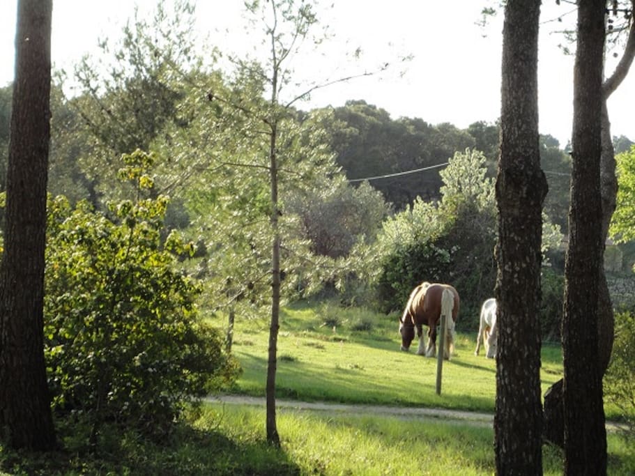chevaux du Mas