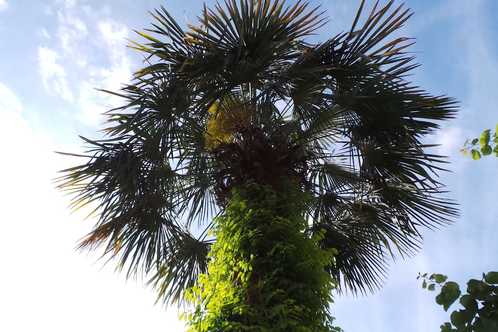 Unsere Palme